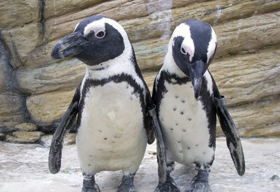 (FILES) A picture released 21 December 2