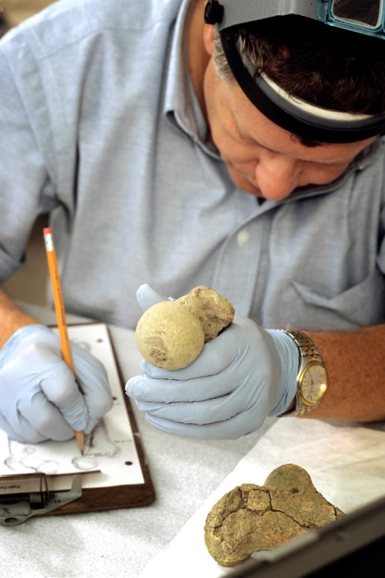 Douglas Owsley of the Smithsonian Institution examines the right thighbone of the Kennewick Man skeleton in an effort to determine the original position of the body in the ground, and its displacement from natural processes prior to recovery.