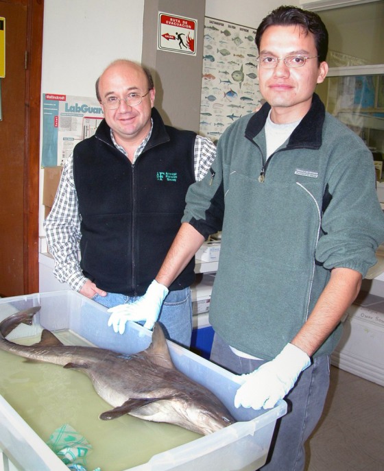 Researchers Oscar Sosa Nishizaki and Juan Carlos Perez study a specimen of Mustelus hacat, the new Mexican shark species.