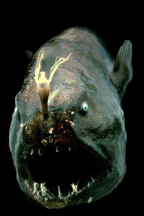 The Mid-Atlantic Ridge Ecosystems (MAR-ECO) team has discovered pelagic fish, like this anglerfish, gather around underwater mountains to spawn.