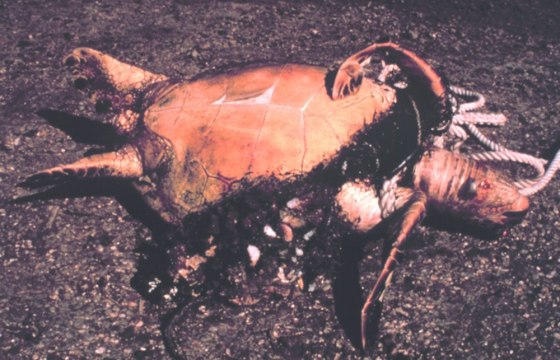 This sea turtle died after being tangled up in a fishing gillnet.