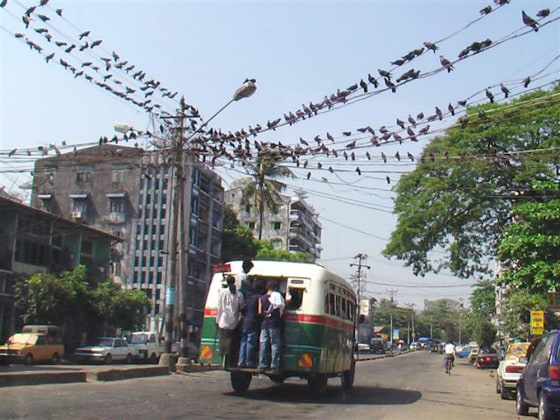 A bus passes under a cable lined with pigeons in Yangon