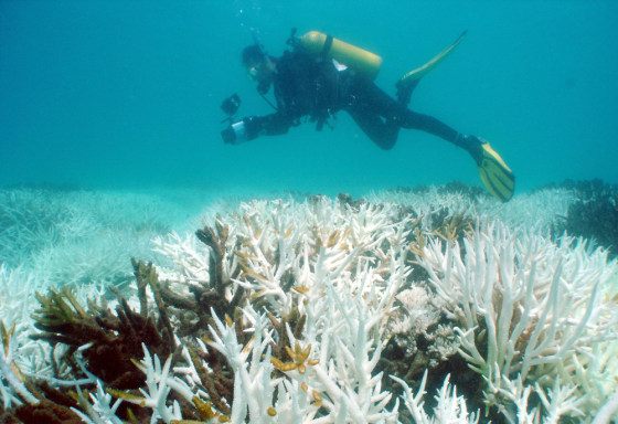 To match feature ENVIRONMENT-CORAL-BLEACHING