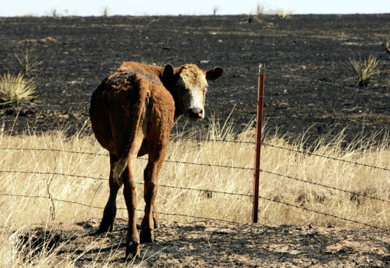A burned calf stands on grazing land in Roberts County, Texas, on Tuesday after a fire whipped through the area.
