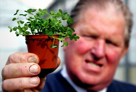 Cecil Geddis of Hoophill Nurseries in Banbridge, Northern Ireland holds a pot of the shamrocks he ships worldwide.