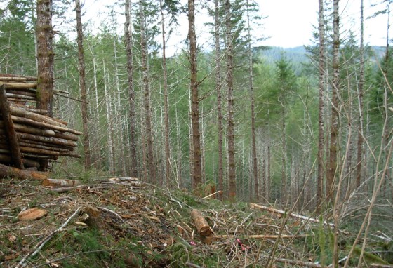 Part of the Siuslaw National Forest in Oregon was logged as part of a thinning project. Actively managed forests could help cool the planet, a new life cycle analysis study suggests.