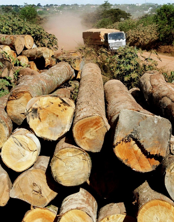 Trees wait to be cut into lumber at sawmill in Amazon Basin