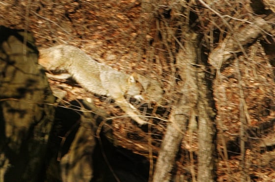 This coyote was chased through New York's Central Park on Tuesday and Wednesday before being tranquilized by sharpshooters. 