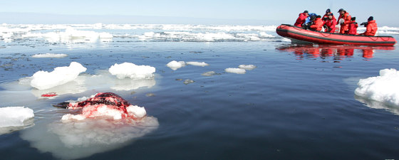 HSUS boat moves toward seal carcass on first day of seal hunt in the Gulf of St. Lawrence, Canada