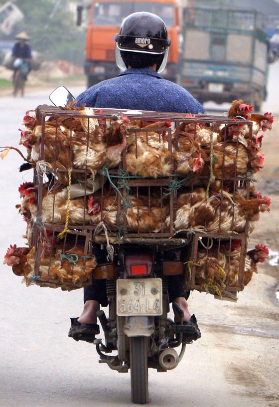 A trader transports chickens on the back of his motorbike on a road near Hanoi, Vietnam. Once the epicenter for bird flu, Vietnam has temporarily stamped out the disease.
