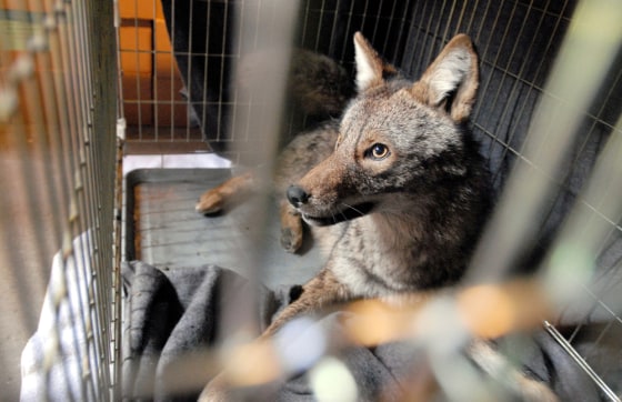 Hal the coyote, seen on March 22, died as he was being tagged to go back in the wild.