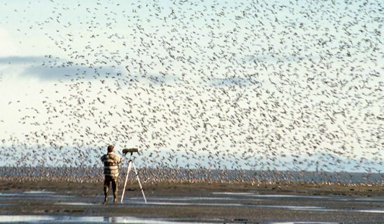 Brian McCaffery, a biologist with the U.S. Fish and Wildlife Service, conducts shore bird research inside the Yukon Delta National Wildlife Refuge in southwest Alaska. The spring migration of birds from Asia to Alaska is expected to start soon, and this year it will encounter a beefed-up federal effort to monitor for bird flu.