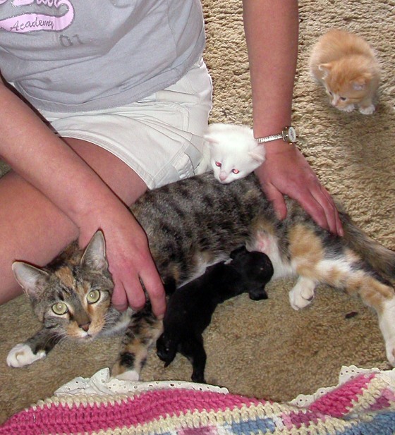 Kelly Kent watches as her cat Zoey nurses a pug puppy April 19 in Connellsville, Pa. Kent said Zoey has been nursing the puppy since he was rejected by his mother in late March. Zoey doesn't usually like dogs but seems to have made an exception, Kent said.