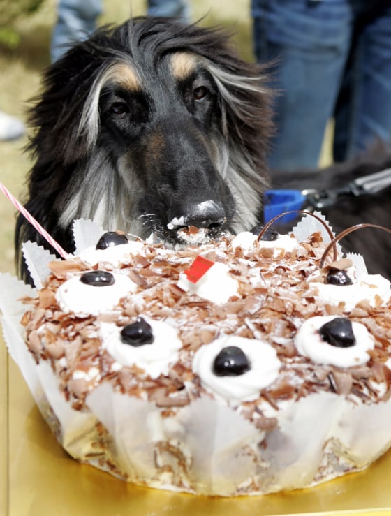 Snuppy eats a cake during its birthday celebration at the Seoul National University in Seoul