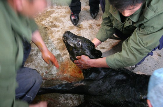 Scientists assist with the birth of China's first cloned calf with genes resistant to mad-cow disease at the Laiyang Agro-Science Institute in Shandong on Tuesday. Scientists say further tests are needed to determine whether the technique was successful.