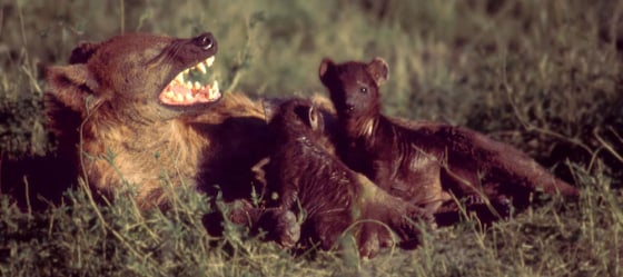 A female spotted hyena yawns as she lies with her cubs.