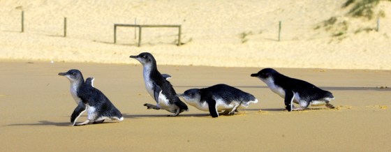 Four Little Penguins walk down towards ocean after being released at Sydneys North Curl Curl Beach