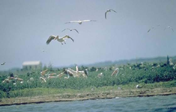 Huge offshore wind farm OK'd in bird area