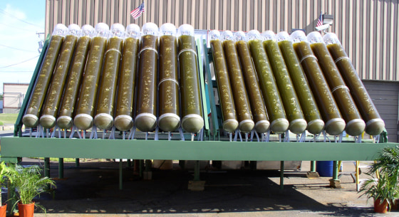 Algae stored in tubes capture carbon dioxide in this reactor created by GreenFuel Technologies, a company experimenting with algae as a way to capture CO2 and create biofuel — the latter especially attractive to Airbus.