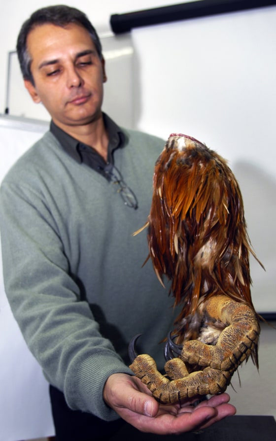 Geologist Ismar de Souza Carvalho shows a model of a leg from a Maniraptoran dinosaur to journalists at the Federal University of Rio de Janeiro on Thursday.