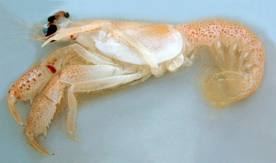 Neoglyphea neocaledonica is about 5 inches long and has been described as "halfway between a shrimp and a mud lobster."