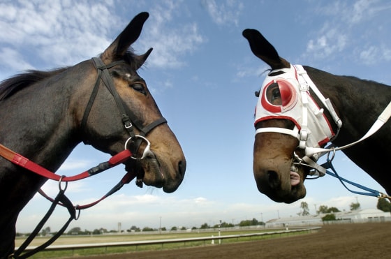 Idaho Star comes face-to-face with his brother Idaho Gem during a workout session in Stockton, Calif. The two cloned mules carry identical DNA, taken from a fetus produced by the same parents that sired a champion racer — but they have been trained separately.