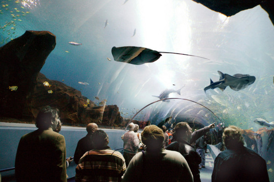 12/28/05. GEORGIA AQUARIUM