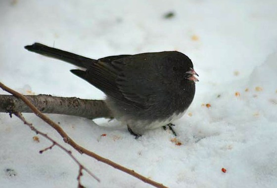 Male dark-eyed juncos sing more sweetly and are more attractive to females if they get a boost of testosterone. But they leave the parenting to males with less of the hormone, researchers say.