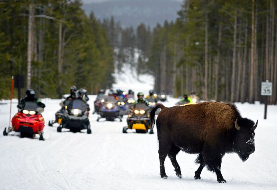 BISON YELLOWSTONE