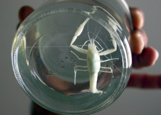 A new species found in a cave in central Israel is displayed at the Hebrew University of Jerusalem