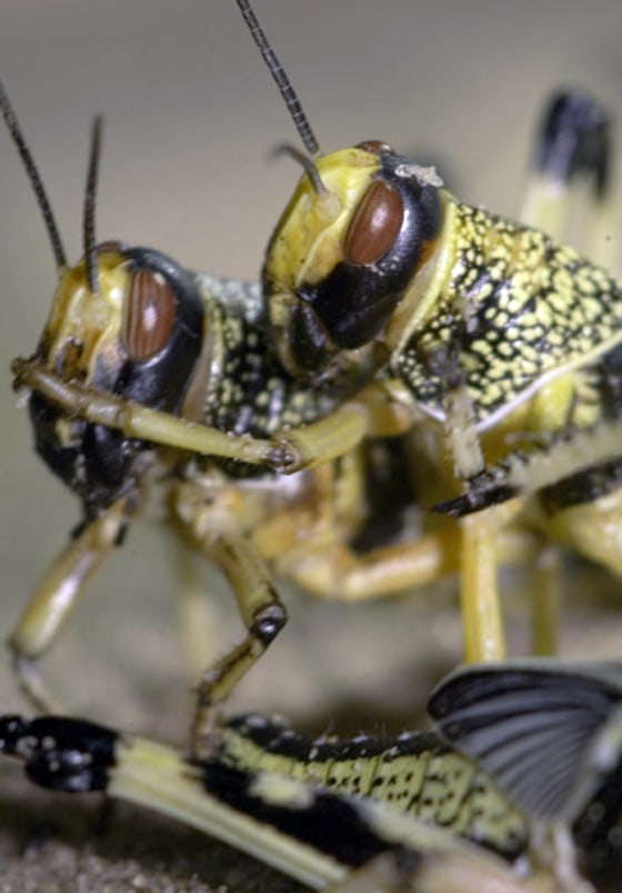 Locusts illustrate the science of swarming