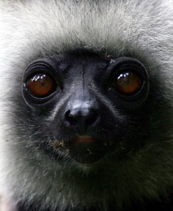 A lemur hangs on a tree in Madagascar's Mantadia National Park Sunday June 18, 2006. Madagascar is the only place in the world with native wild lemurs, and after decades of rampant logging and other practices that destroyed 90 percent of its unique rainforest, the island nation off southern Africa is investing in its nature.