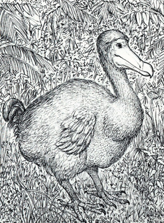 A wealth of bones being classified on the island of Mauritius should enable scientists to reconstruct the environment in which the now-extinct bird lived.