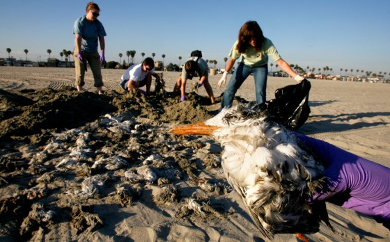 A dead adult bird lies next to dozens of dead chicks as members of the International Bird Rescue Research Center gather them up after they washed ashore Wednesday in Long Beach, Calif.