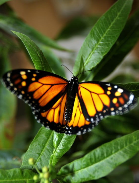 A monarch butterfly alights on a milkwee