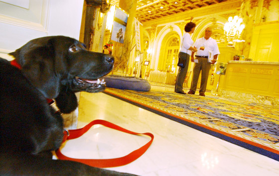 Black lab Catie Copley, canine ambassador at The Fairmont Copley Plaza hotel, takes a break after a walk, July 1, 2006 in Boston.