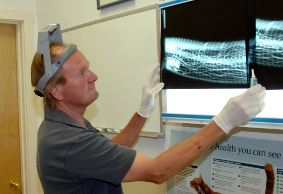 Veterinarian Karsten Fostvedt looks at X-rays Tuesday of Houdini, a 12-foot Burmese python that swallowed an entire electric blanket.