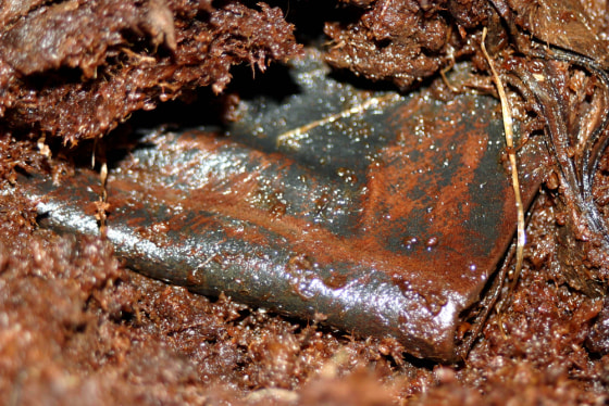 Ireland's archeologists heralded as a miracle the accidental discovery of this ancient book of psalms — discovered last week when an exceptionally alert construction worker spotted something as he drove the shovel of his backhoe into a bog.
