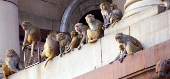 TO GO WITH AFP STORY \"LIFESTYLE-ANIMALS\"