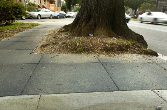 A rubberized sidewalk surrounds a large tree in Washington. Dozens of communities around the country are turning to rubberized sidewalks as they face shrinking landfill space and a maturing urban landscape.