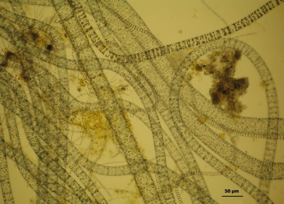 The filamentous microbes known as Thioploca araucae were found in seven of eight samples drawn, but at very low concentrations. Thioploca is an example of an organism that was rare in the study's sampling area but more prevalent in the oxygen minimum zone.