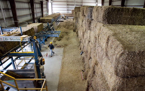 Bales of switchgrass sit waiting to be processed and burned to make electricity at the Alliant Energy Co. power plant in Chillicothe, Iowa. Since Feb. 23, Alliant has replaced 5 percent of its coal with switchgrass at the plant, located about 80 miles southeast of Des Moines. 