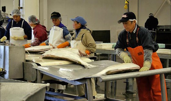 Workers trim halibut in a fish processing plant in Alaska.