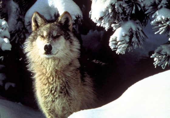 GRAY WOLF ALASKA