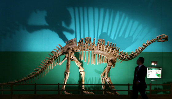 A visitor looks at the fossilized skeleton of a dinosaur on display during The Gigantic Dinosaur Expo 2006 in Chiba, in Japan.