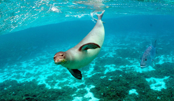 A Hawaiian Monk Seal is pictured in this