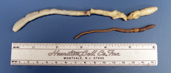 Conservationists are asking the federal government to protect the Giant Palouse Earthworm, shown at the top of this photo.