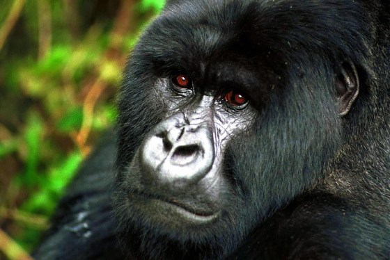 (FILES) A file picture taken 08 June 200