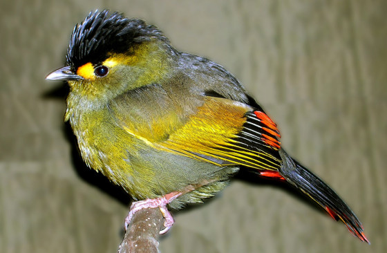 Bugun Liocichla rests on branch of tree at Eaglenest Wildlife Sanctuary in India's northeastern state of Arunachal Pradesh