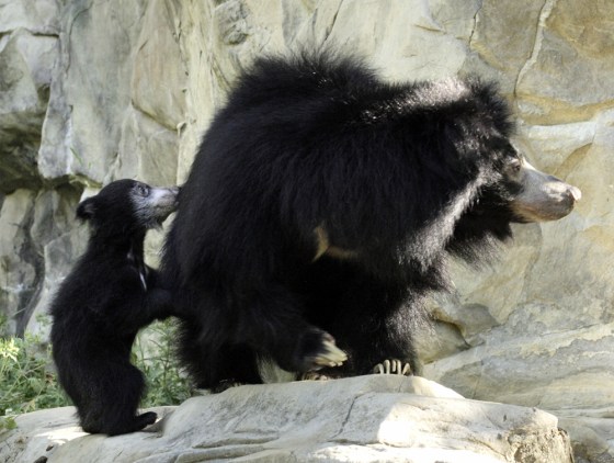 Young sloth bear Balawat pesters his mother Hana to play at the National Zoo.